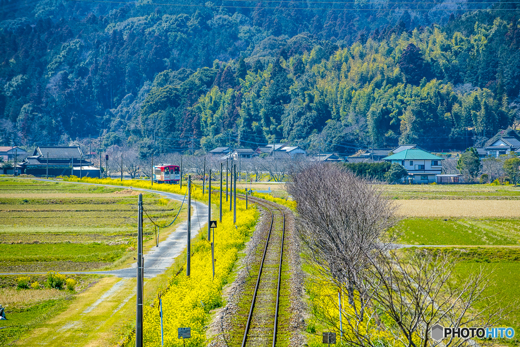 2025年 菜の花列車（平成筑豊） ５