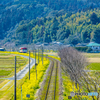 2025年 菜の花列車（平成筑豊） ５