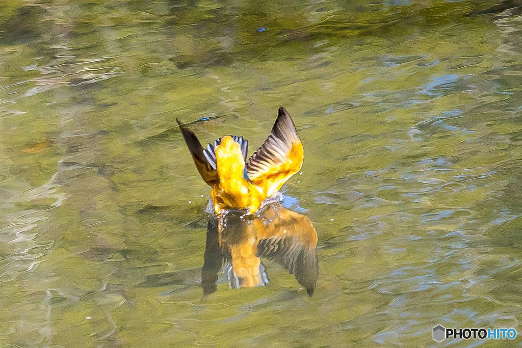 公園のカワセミ １００