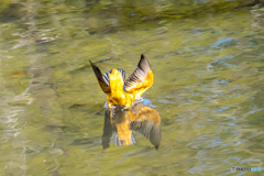 公園のカワセミ １００