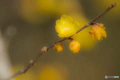 2026年 徐福館に咲く蝋梅 1