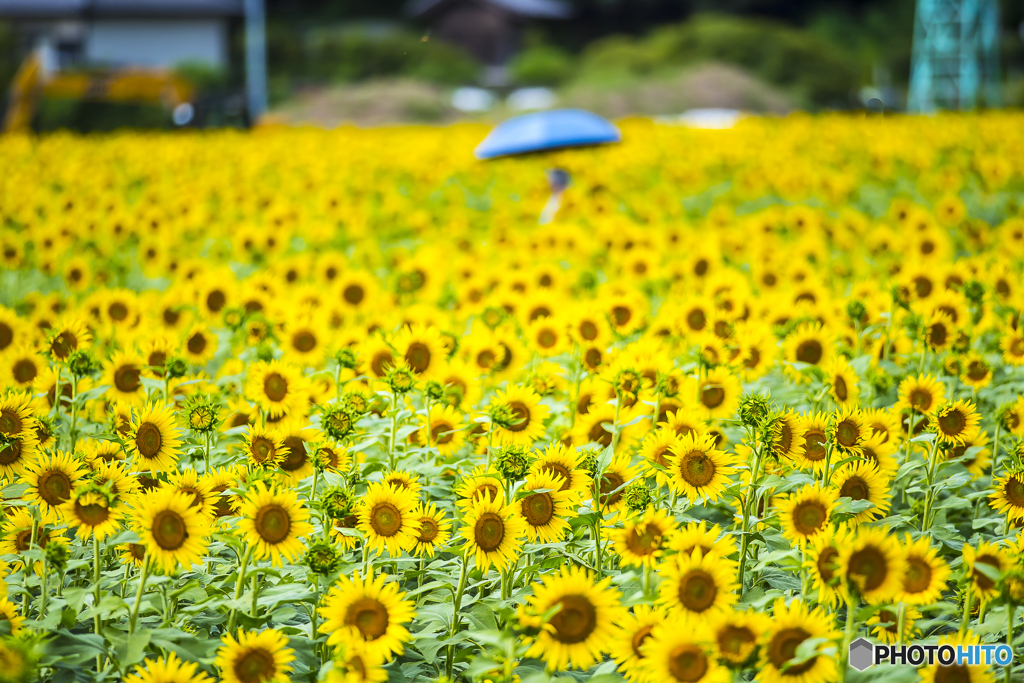 道の駅に咲くひまわり １