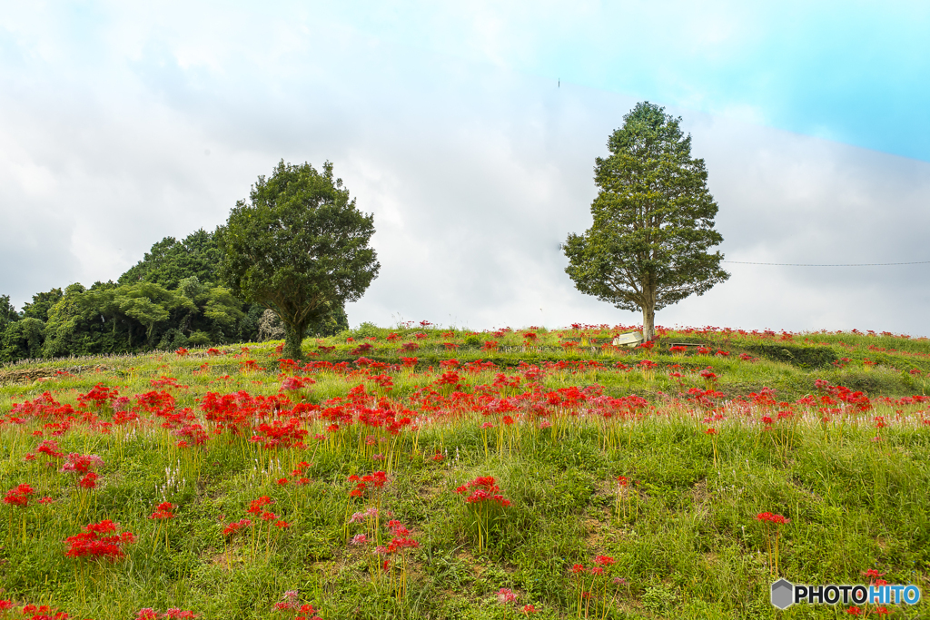 社が丘花公園２