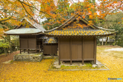 白石神社の紅葉１