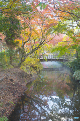 2025年 金鱗湖の紅葉 11