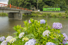 2025年 平成筑豊鉄道 紫陽花列車 ８