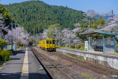 桜列車７