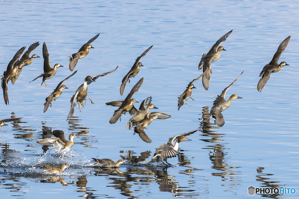 2025年 調整池のトモエガモ 12