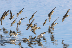 2025年 調整池のトモエガモ 12