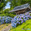ヲベタ清正公堂の紫陽花 ３