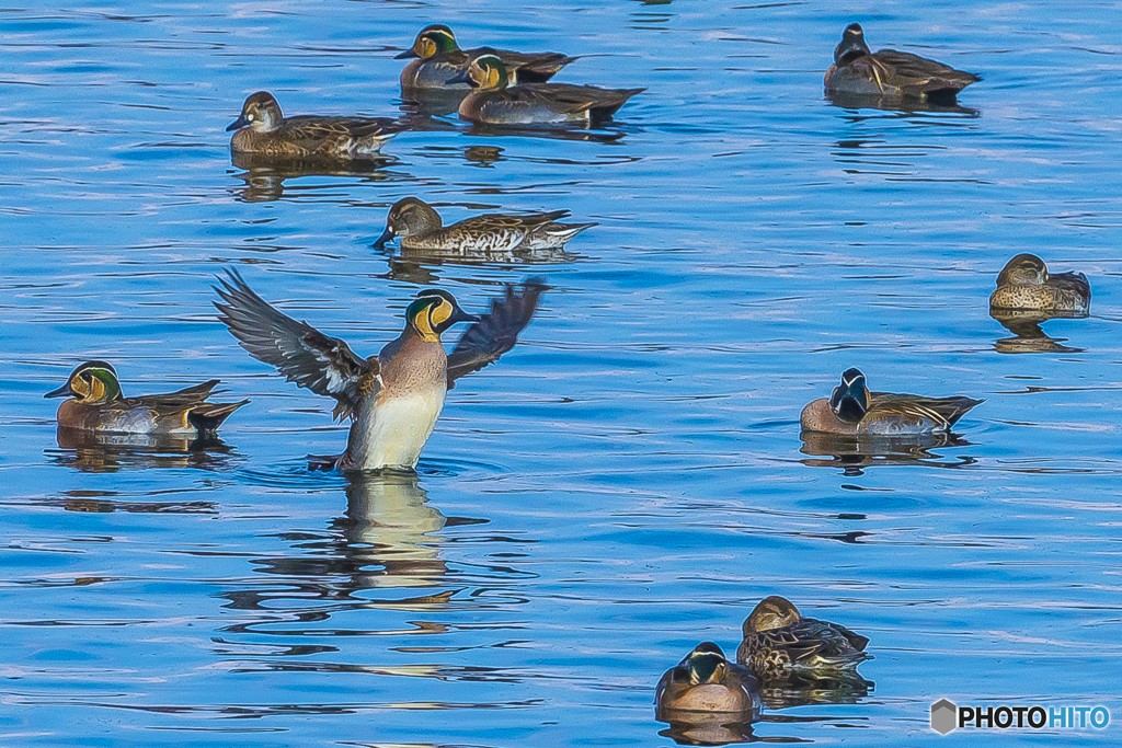 2025年 調整池のトモエガモ 8