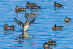 2025年 調整池のトモエガモ 8