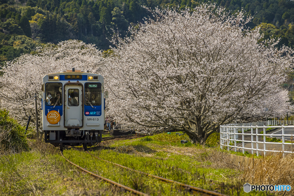 2025年 桜列車（松浦鉄道）３