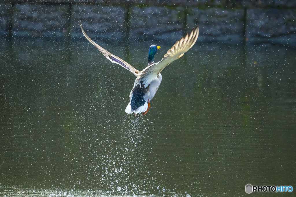 公園のマガモ３