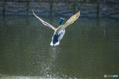 公園のマガモ３