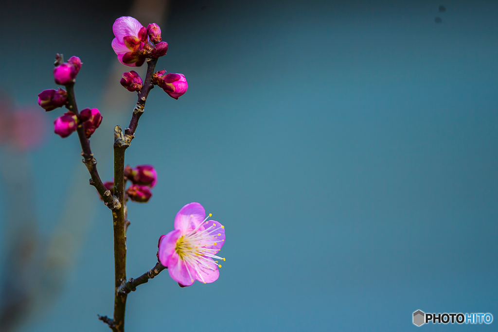 2026年 梅林寺の梅 4