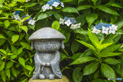 2025年 大聖寺の紫陽花 ２