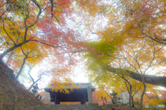 2025年 秋月の紅葉 1