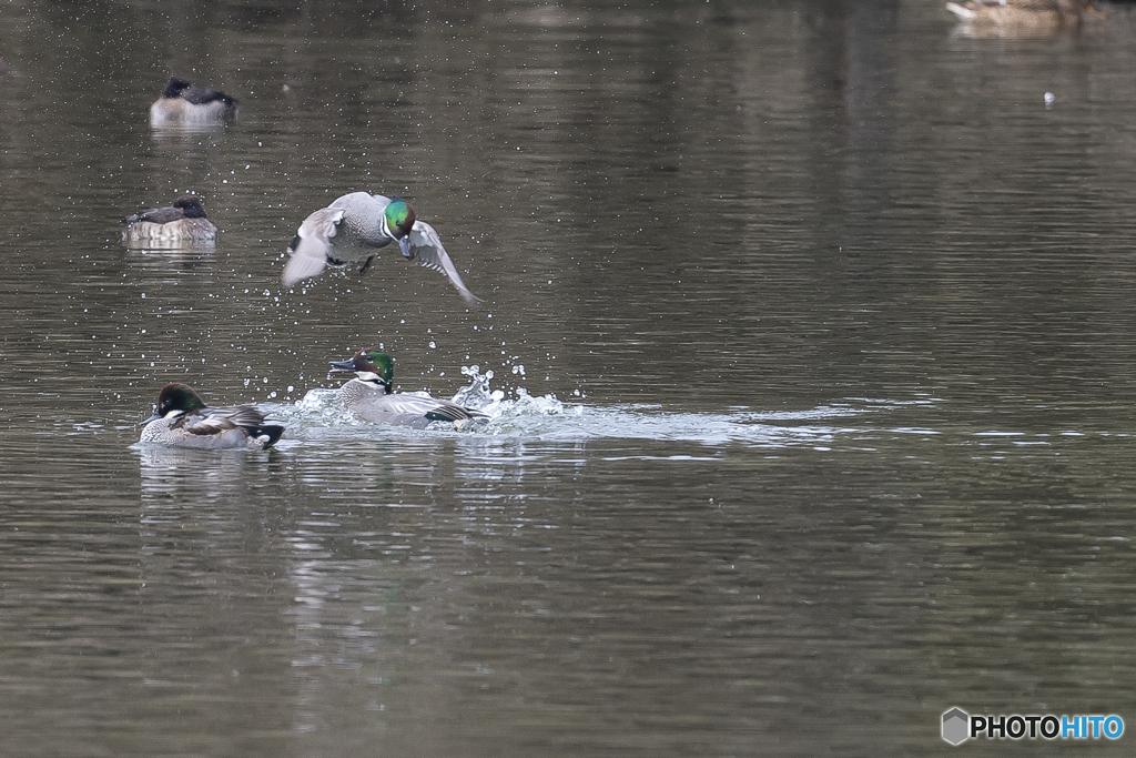 池のカモ達２