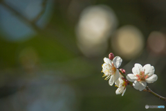 2026年 梅林寺の梅 1