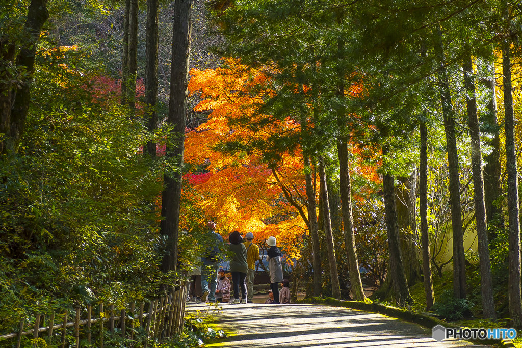 2025年 呑山観音寺の紅葉 4