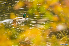 紅葉野鳥 ２