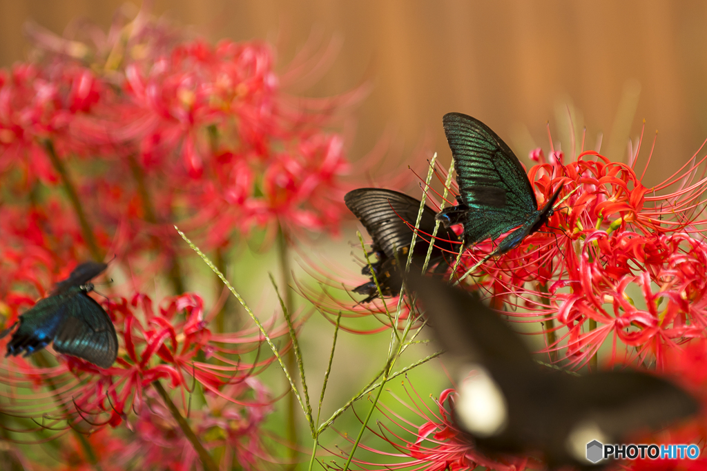 彼岸花と黒いアゲハ８