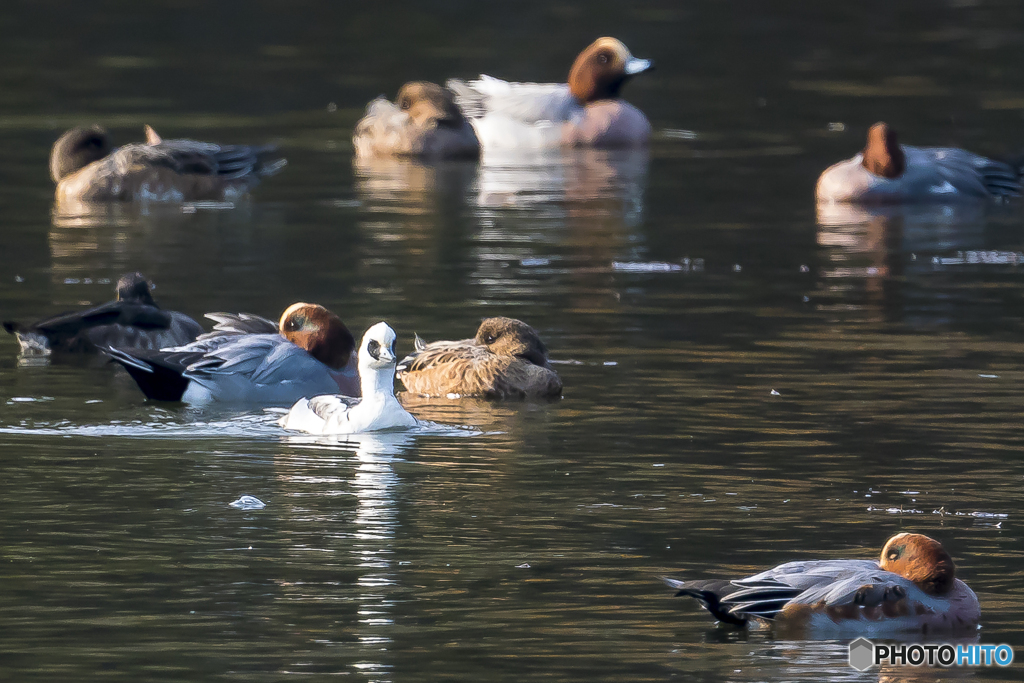 2025年 ミコアイサ 3