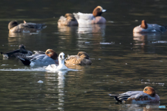 2025年 ミコアイサ 3