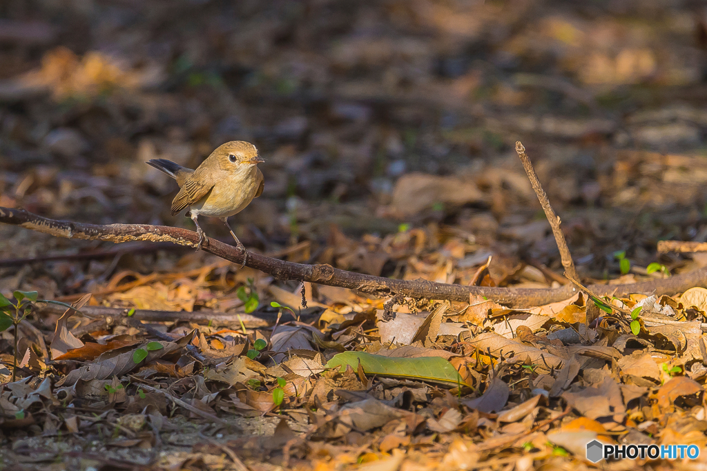 2026年 ニシオジロビタキ 1