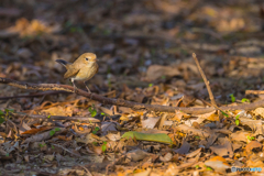 2026年 ニシオジロビタキ 1