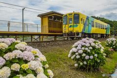 2025年 平成筑豊鉄道 紫陽花列車 １