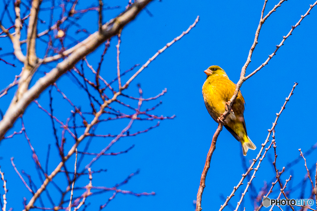 2026年 カワラヒワ ２