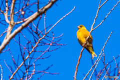 2026年 カワラヒワ ２