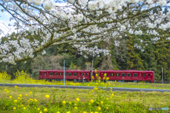 2025年 桜列車（平成筑豊鉄道）９
