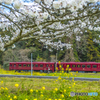2025年 桜列車（平成筑豊鉄道）９