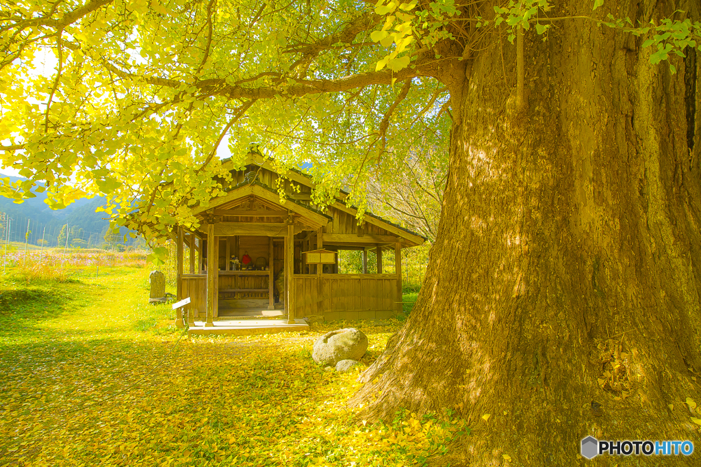 2025年 内野の大銀杏 1