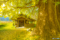 2025年 内野の大銀杏 1