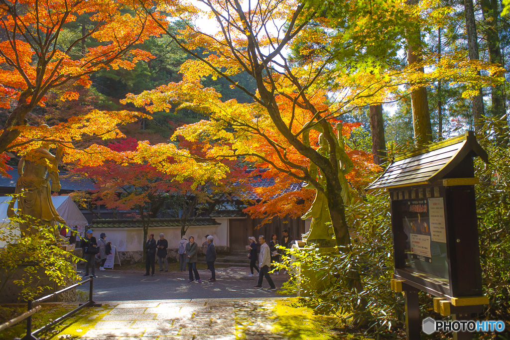 2025年 呑山観音寺の紅葉 2