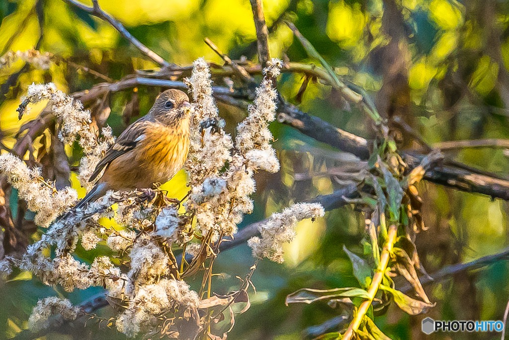 2026年 ベニマシコ 2