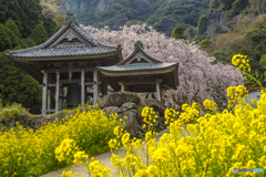 2025年 實相院のしだれ桜 ３