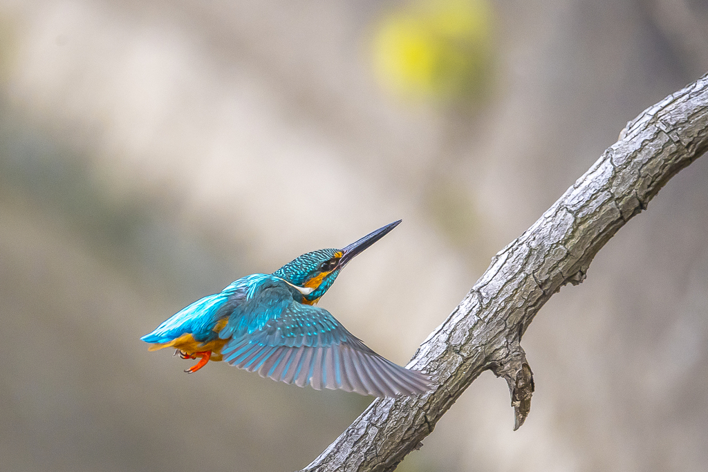公園のカワセミ４５