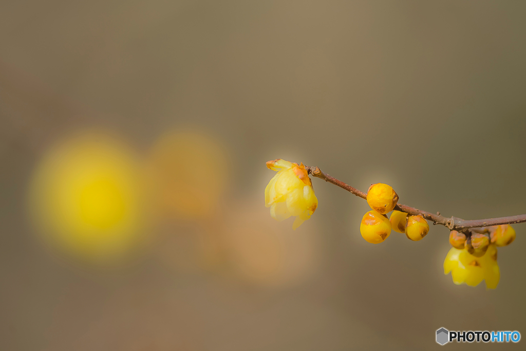 2026年 徐福館に咲く蝋梅  9