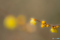 2026年 徐福館に咲く蝋梅  9