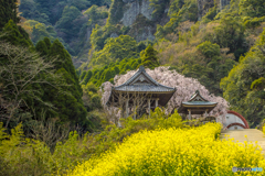 2025年 實相院のしだれ桜 ６