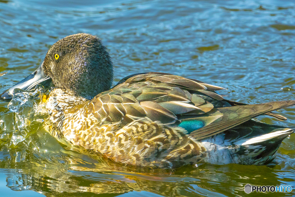 2025年 池の住人達 2