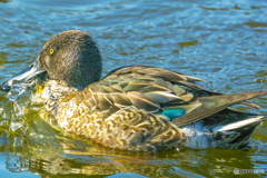 2025年 池の住人達 2