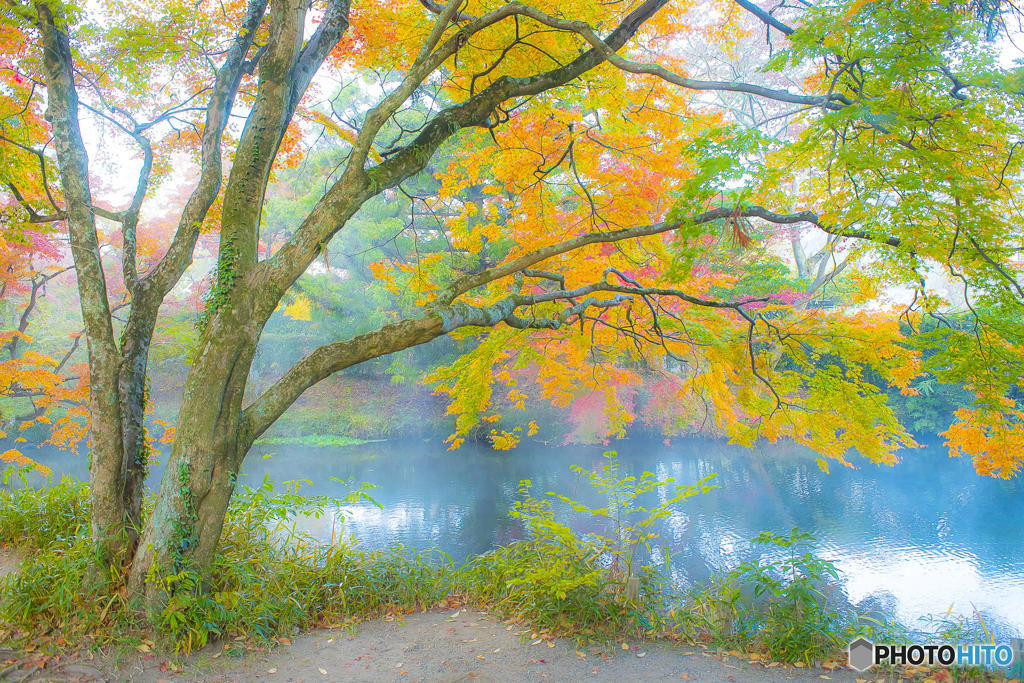 2025年 金鱗湖の紅葉 4