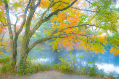 2025年 金鱗湖の紅葉 4