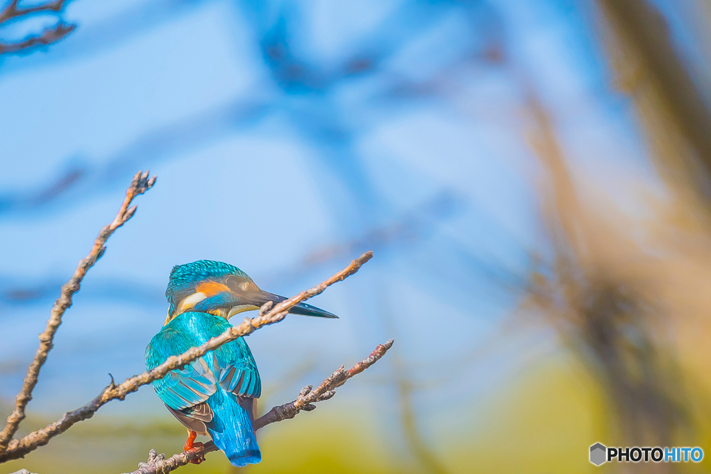 2026年 草場川の住人達 3